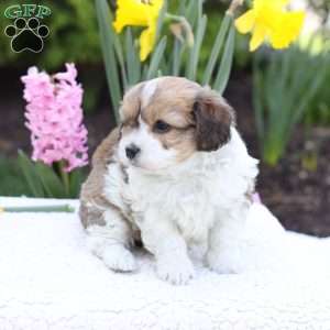 Daisy, Cavachon Puppy